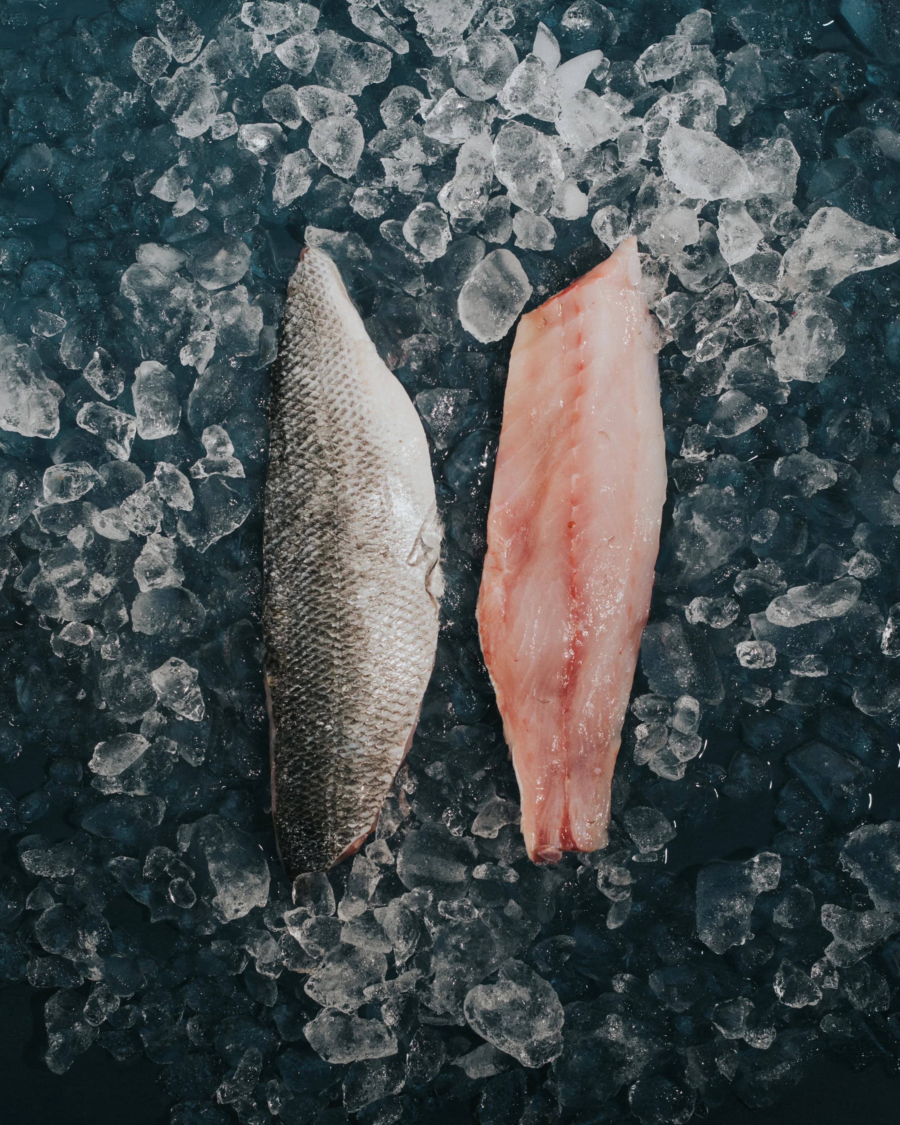 Fresh Sea Bass Fillet